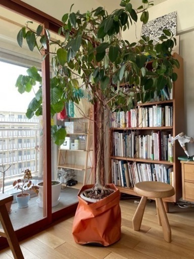 フランスゴムの木　シンボルツリー フランスゴムの木 シンボルツリー