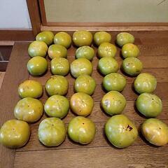 【値下げ】渋柿30個(干し柿などに最適！）