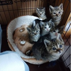 自宅付近で保護した子猫6匹です（代理投稿）