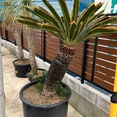 金環ソテツ、奄美大島産金環ソテツ。