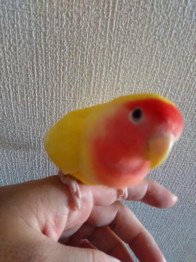 コザクラインコ0才8ヶ月性別不明 T Sato 園田のその他の里親募集 ジモティー