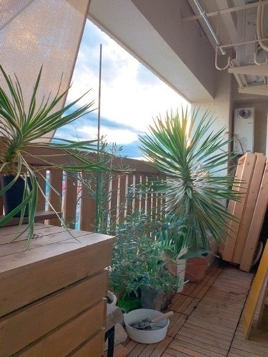 ユッカ 超大型 150cmオーバー