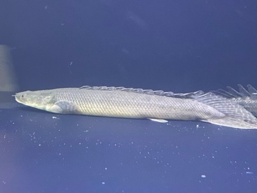 ポリプ2匹セット ラプラとビキビキ 熱帯魚 古代魚 アクアリウム