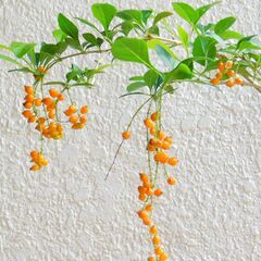 花レンギョウ（白）