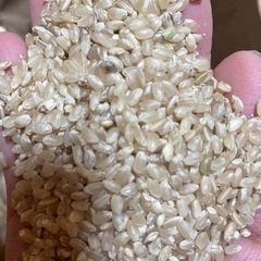 【委託販売】新米ですが訳あり　キヌヒカリ玄米20kg🌾