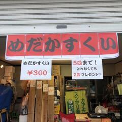 11月６日【日】めだか販売