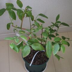 ブルーベリー鉢植え2種混合ハイブッシュ系