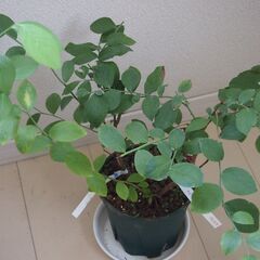 ブルーベリー鉢植えラビットアイ系