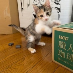 至急募集　子猫　ミケ　メス　生後2ヶ月の画像