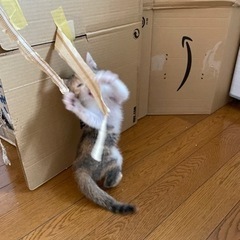 至急募集　子猫　ミケ　メス　生後2ヶ月 − 沖縄県