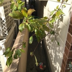 さくらんぼ　佐藤錦　4年生苗です。花芽付いています。