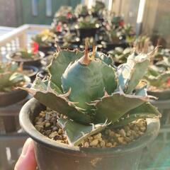 アガベ　チタノタ　白鯨