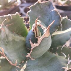 アガベ　チタノタ　白鯨