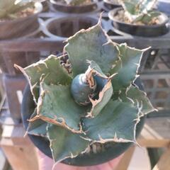 アガベ　チタノタ　白鯨