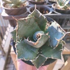 アガベ　チタノタ　白鯨