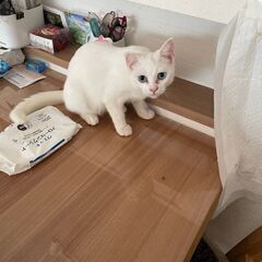 【保護猫】かわいい白♀と茶トラ♂　七ヶ月程度　可愛がってくれる方 - 熊本市