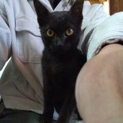 里親募集します。黒猫ちゃん4ヶ月ぐらいです。の画像