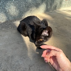 子どもの黒猫　里親募集