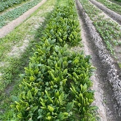 ほうれん草　無料　　終わりました