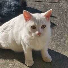 白のメスの子猫。