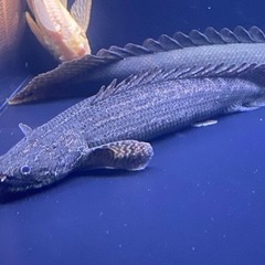 ビキールラプラティ　ポリプ　熱帯魚　アクアリウム　水槽