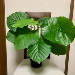 ウンベラータ　観葉植物　半額以下