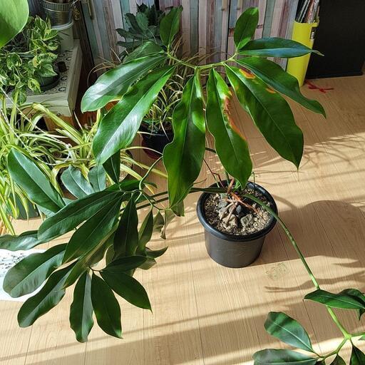 フィロデンドロン ゴエルディ larsmesel.no