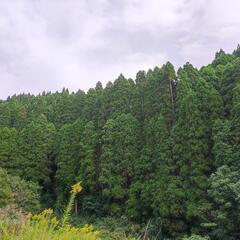 🌲山林の立木買います🌲　🌲🌲🌲🌲🌲🌲🌲🌲🌲