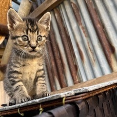 子猫の里親募集♂キジ　里親決定 - 猫