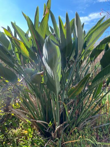 観葉植物　ストレリチア　極楽鳥