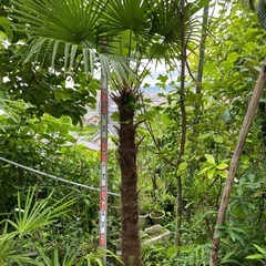 シュロヤシ　中、小　リゾート　ドライガーデン