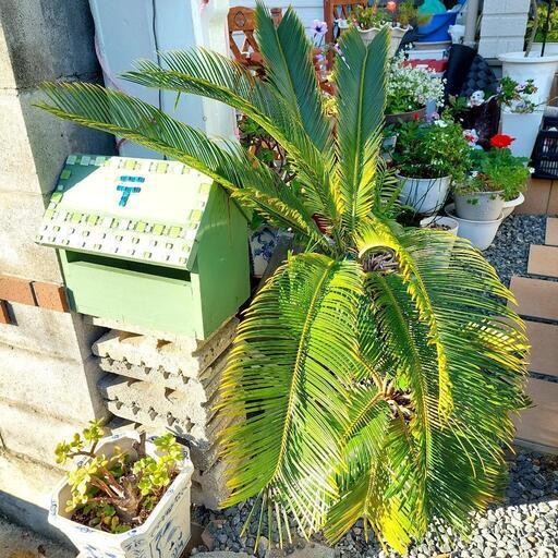 ５万円相当の大きな立派すぎるソテツ蘇鉄そてつ