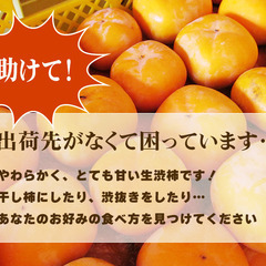 新潟のおけさ柿（10個、約1.5ｋｇ）５００円で【配送可】