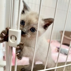 生後1ヶ月の兄弟猫ちゃんズ