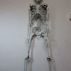 85cm☆人体模型 人骨模型 全身骨格模型