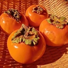 ●秋の味覚●　柿（かき）山口県産