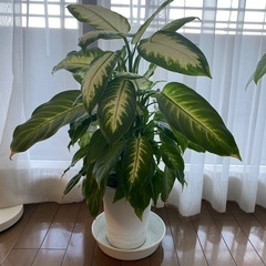 値下げ！観葉植物　ディフェンバキア　カミーラ　70cm