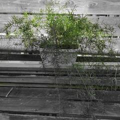 アスパラガススプレンゲリー  植物