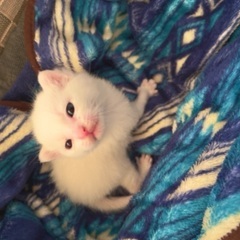 真っ白なふわふわの子猫 - 猫
