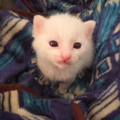 真っ白なふわふわの子猫