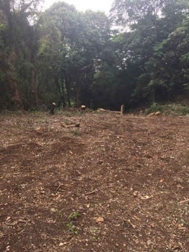 旧キノコ農園の山林を貸します。 旧キノコ農園の山林を貸します。