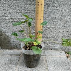 ハーブゼラニウム🌿