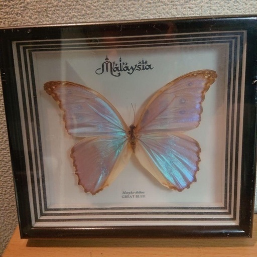 蝶 標本 Morpho didius