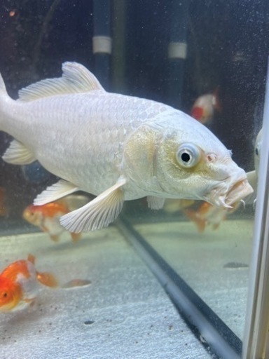 鯉1匹
