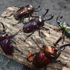 insect base 2022年福袋🌟超豪華🔥