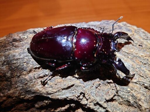 insect base 2022年福袋超豪華