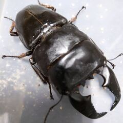 insect base 2022年福袋🌟超豪華🔥