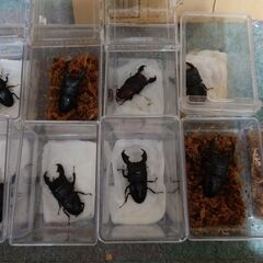 insect base 2022年福袋🌟超豪華🔥