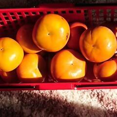 冬柿です。12個～14個250円