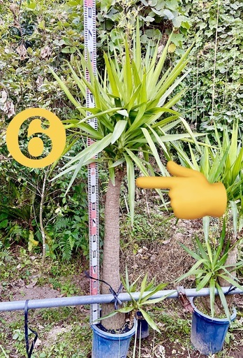 ユッカ　エレファンティペス　青年の木　耐寒　観葉植物